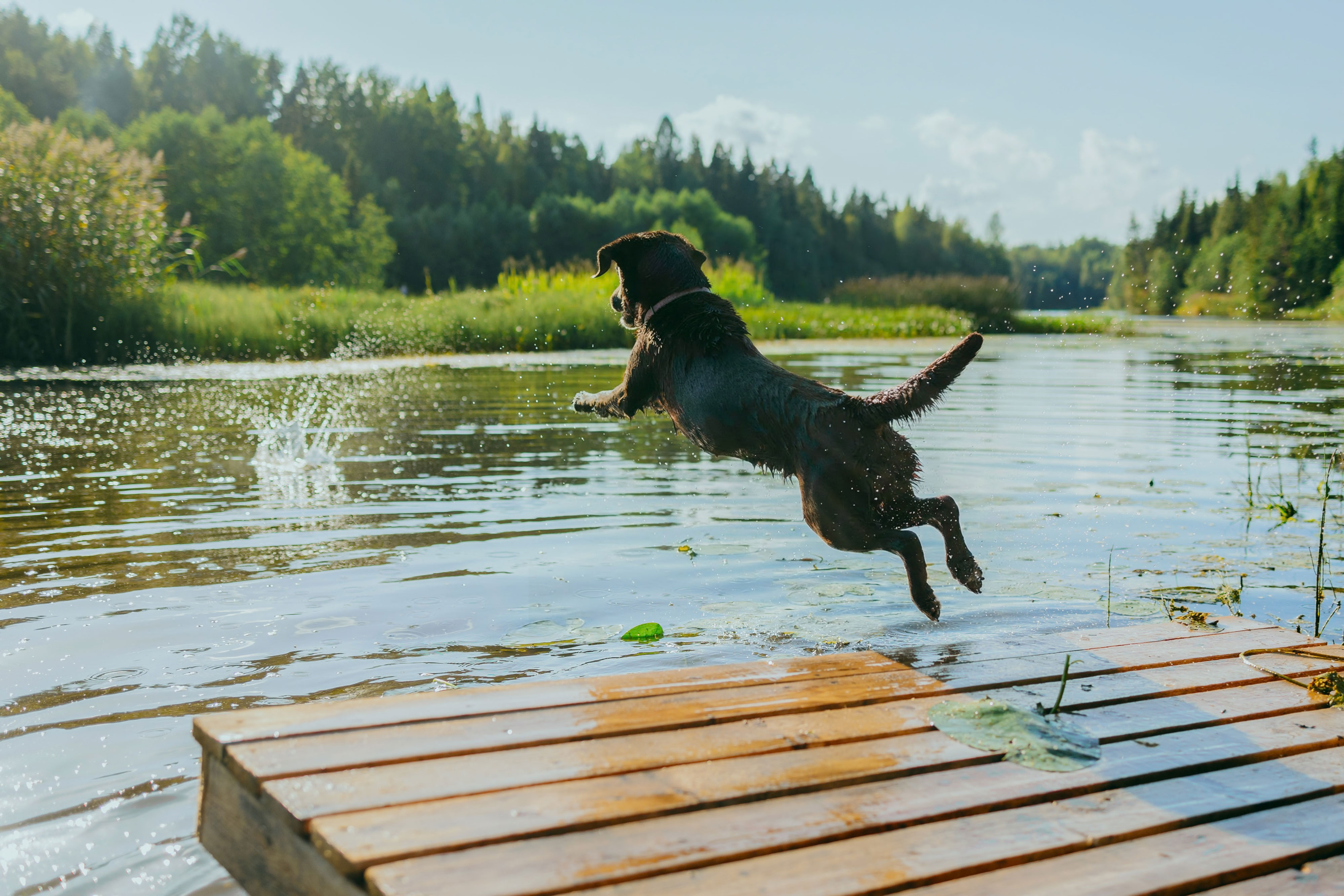 Glücklicher, gesunder Hund mit glänzendem Fell dank artgerechter Reico Ernährung