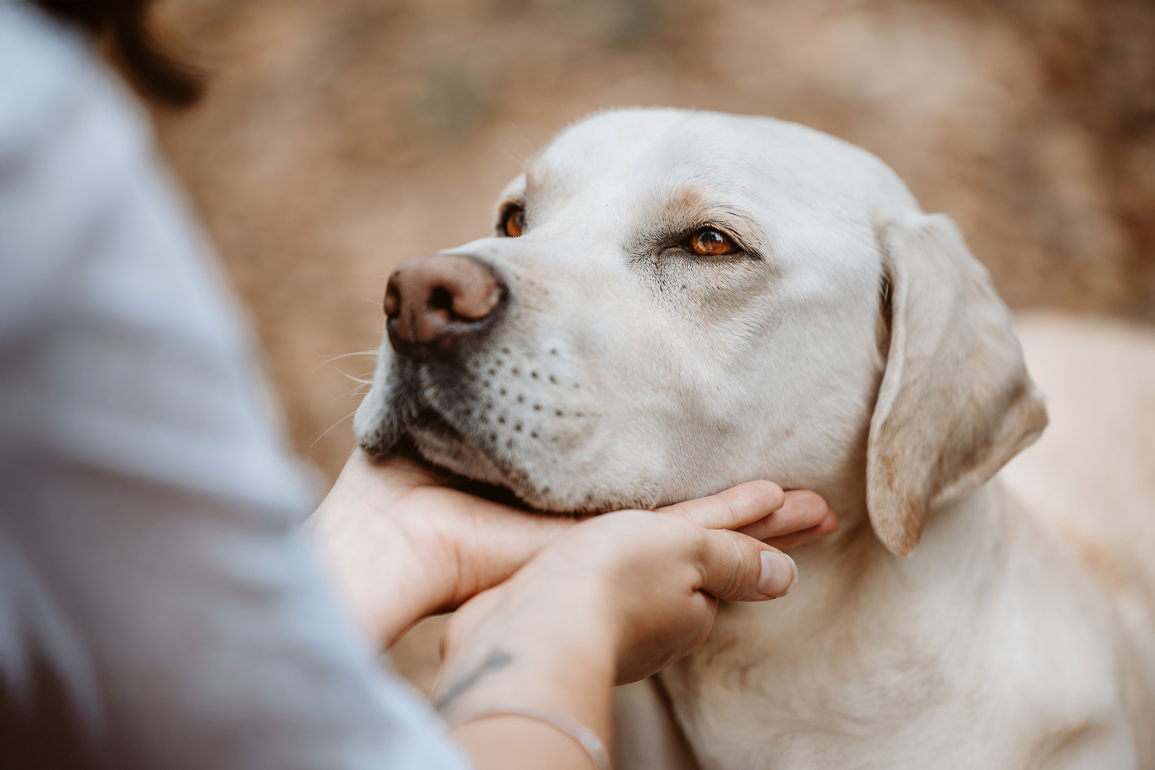 Gesunder Hund mit glänzendem Fell dank Reico Hundefutter