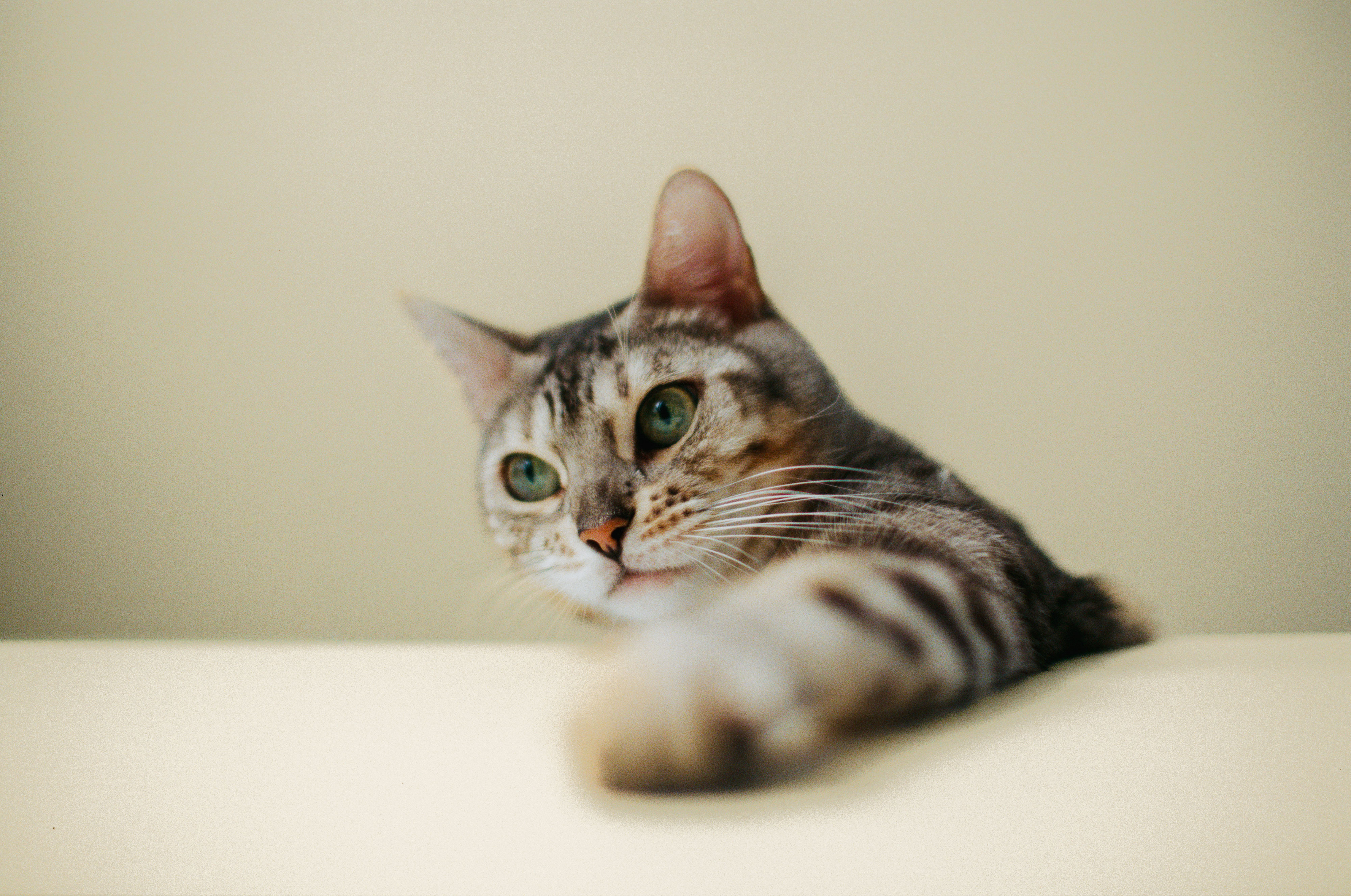 Gesunde Katze mit Reico Katzenfutter